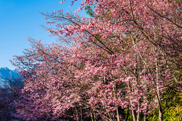Landscape of pink cherry blossoms at the Sakura gardens of Wuling Farm in Taichung Shei-Pa National Park, Taiwan.