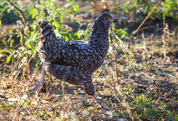 A chicken is running through a field of grass