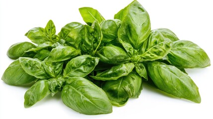 Fototapeta premium A bunch of fresh basil leaves, isolated on a white background, showcasing their vibrant green color.