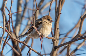 A small bird is perched on a branch of a tree