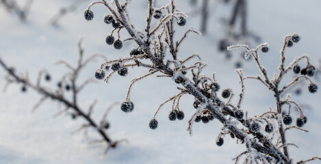 A branch covered in snow and berries