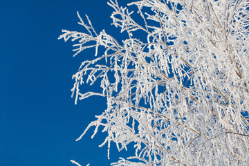 A tree with a lot of snow on it is in front of a blue sky