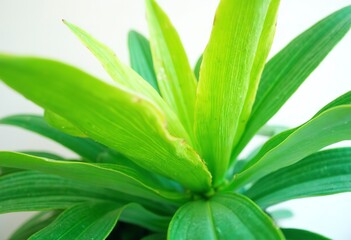 Obraz premium Green leaves of a plant against a white background