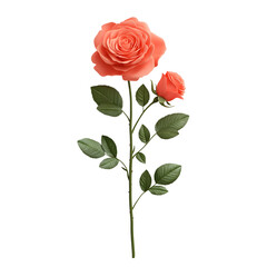 A beautiful coral rose and a budding rose on a green stem, isolated on a white background, symbolizing love and elegance.