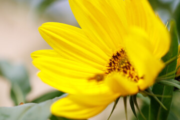 A yellow flower with a brown center