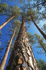 Fototapeta premium Majestic Pines