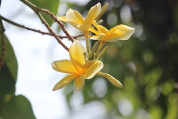 close up yellow plumeria flower bloom