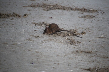 rats playing in the sand near the beach