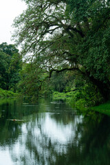 Trees Mirrored in the Pond