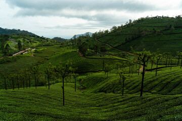 Terraced Tea Gardens of Valparai