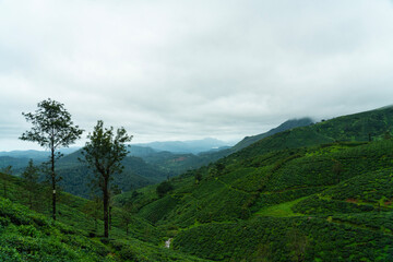 Valparai Rolling Hills Picturesque Tea Plantation