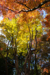 2024.11富山市の呉羽山明るい紅葉