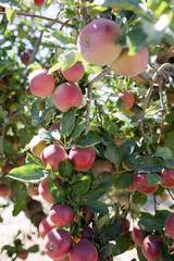Ripe red apples hanging on a tree and green leaves in sunlight.