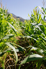 Sunlit cornfield with green stalks and a clear blue sky