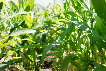 Close-up of vibrant green corn plants under bright sunlight