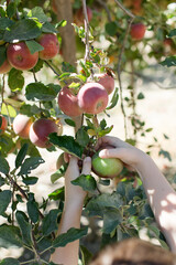 Close-up of hands picking apples from a tree in an orchard