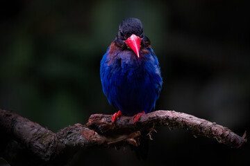 The Javan kingfisher (Halcyon cyanoventris),