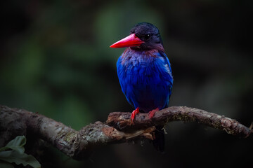 The Javan kingfisher (Halcyon cyanoventris),