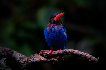 The Javan kingfisher (Halcyon cyanoventris),