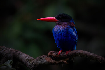 The Javan kingfisher (Halcyon cyanoventris),