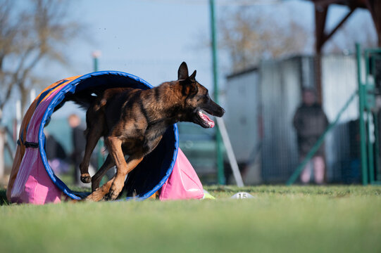 Belgian shepherd. Dog racing in agility