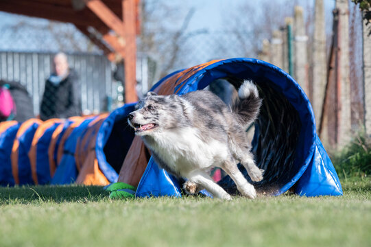 Border collie. Dog racing in agility.