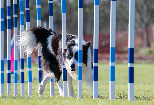 Border collie. Dog racing in agility.