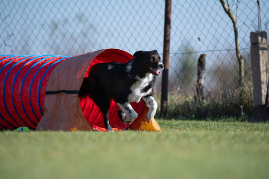 Border collie. Dog racing in agility.