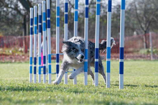 Border collie. Dog racing in agility.