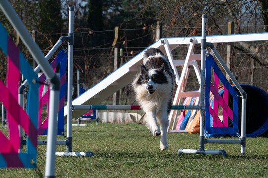 Border collie. Dog racing in agility.