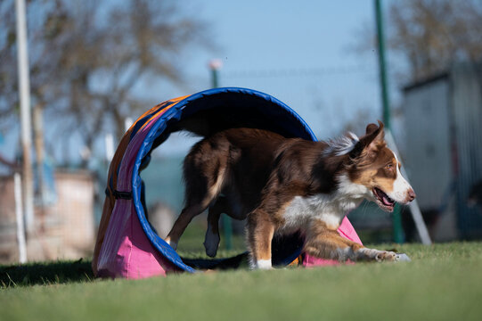 Border collie. Dog racing in agility.