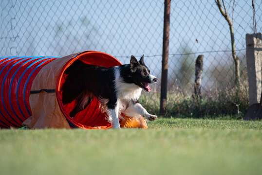 Border collie. Dog racing in agility.