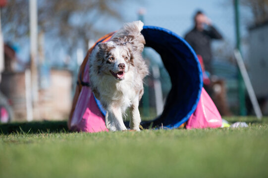 Border collie. Dog racing in agility.