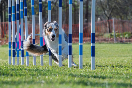 Border collie. Dog racing in agility.