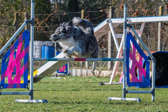 Border collie. Dog racing in agility.
