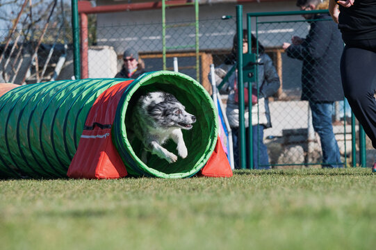 Border collie. Dog racing in agility.