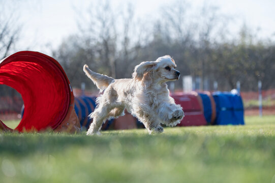 Breed English cocker spaniel. Dog racing in agility.