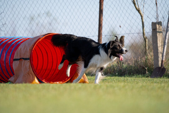 Border collie. Dog racing in agility.