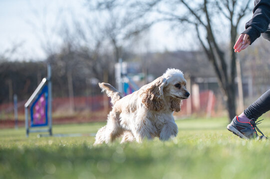 Breed English cocker spaniel. Dog racing in agility.