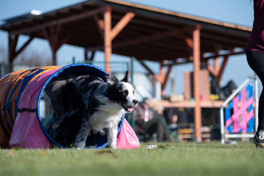 Border collie. Dog racing in agility.