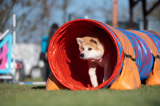 Akita Inu breed. Dog racing in agility.
