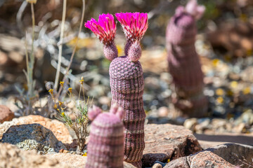A flowering cactus in Tucson, Arizona