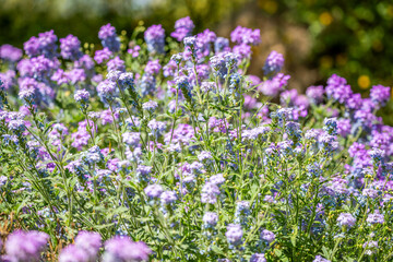 Obraz premium Field with colorful Wildflowers in Tucson, Arizona