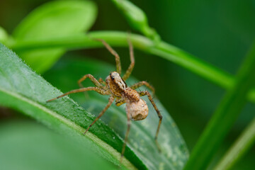 Close-up view of spider on leaves