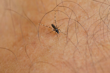 Close-up view of Mosquito sucking blood on skin