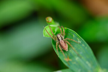Close-up view of spider on leaves
