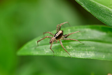 Close-up view of spider on leaves