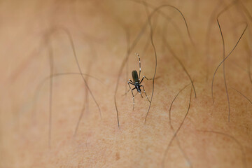 Close-up view of Mosquito sucking blood on skin