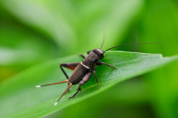 Close-up view of cricket on leaf