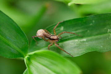 Close-up view of spider on leaves